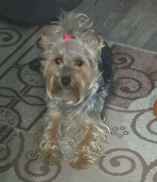 Иоркширский терьер