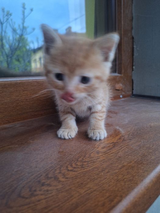 Малки Котенца безплатни