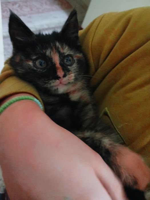 Отдадим котенка в хорошие руки