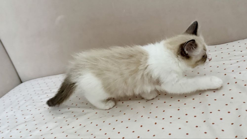 Pui Ragdoll pufosi