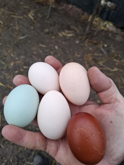 Oua incubat de la găini Cream Legbar