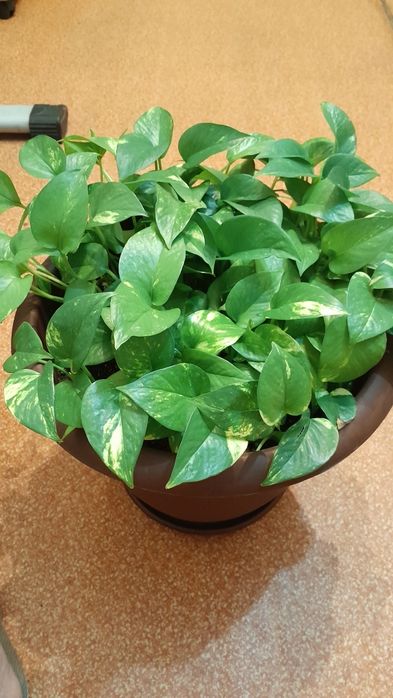 Продам 6000 тенге г.Семей