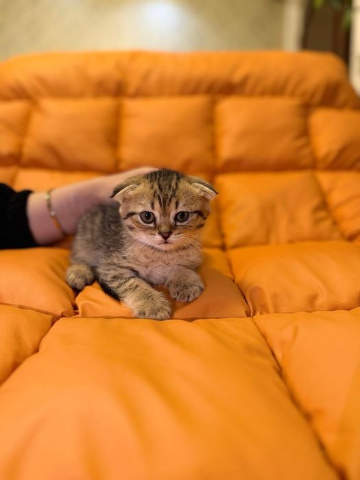 Котята чистокровные британские ходят в лоток очень игривые