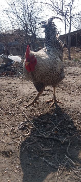 5 мыннан штуг келсм бар