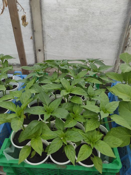 Продам рассаду овощей