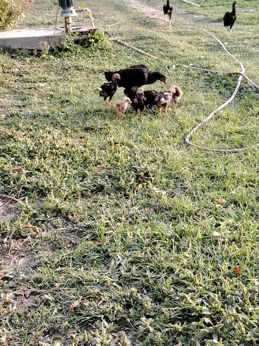 Dakan tovuq joʻjalari sotiladi