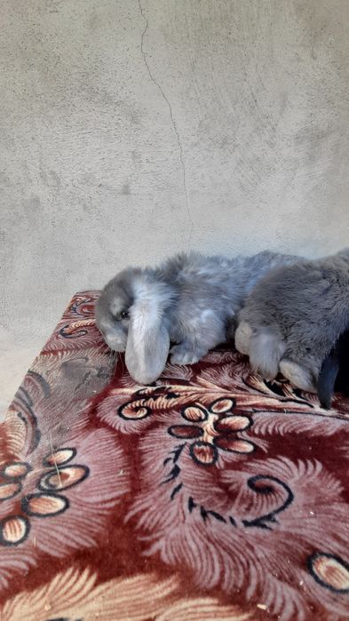 Vând pui iepuri berbec german