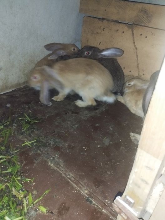 Flandir quyon bolalari 3 yarim oylik