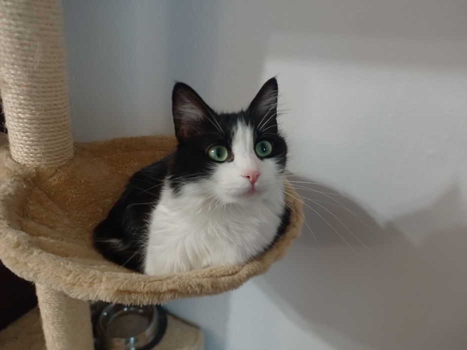 Пухкаво коте търси нов дом