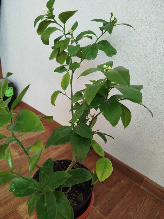 Деревца Лайма в цвету