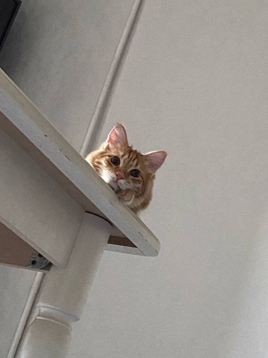 Шотландская прима ухая кошка