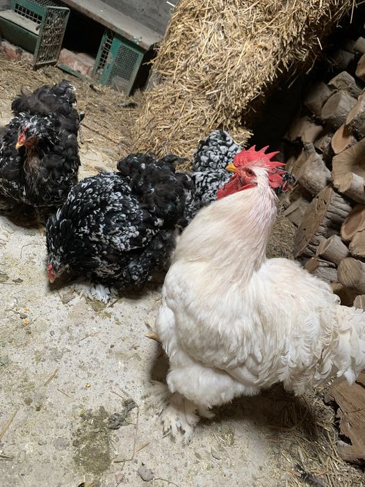 Oua de vanzare de Brahma si Cochin Urias