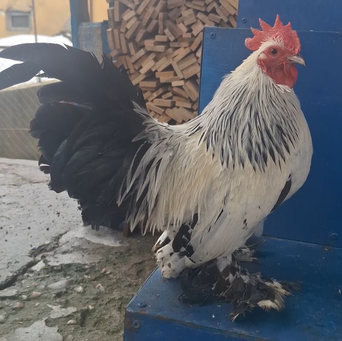 Pereche Mii de flori herminat deschis