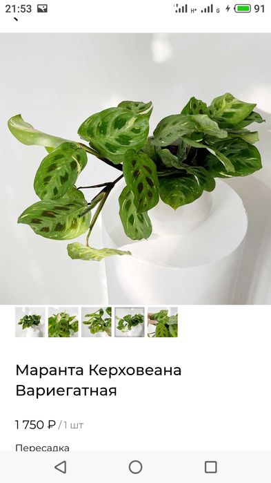 Сортовая фиалка Lion's Red Rocket