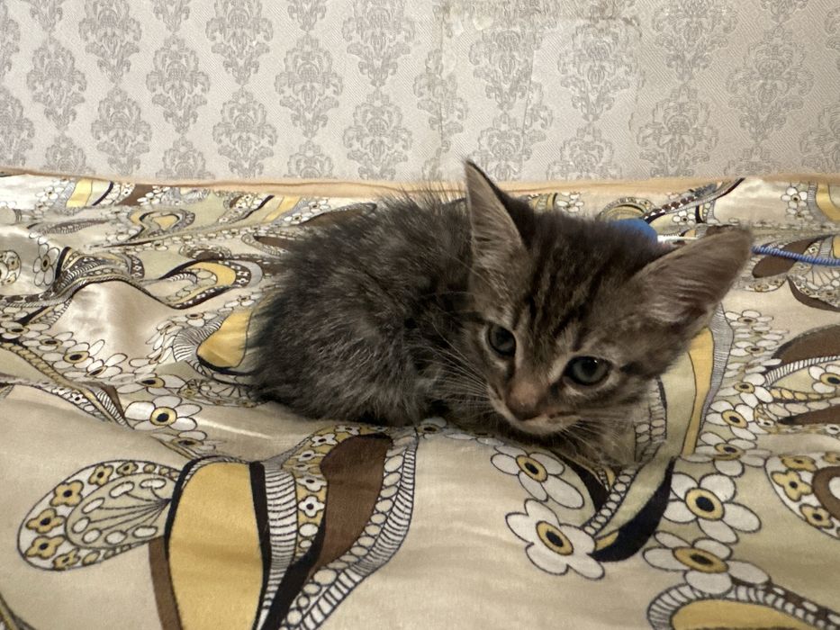 Отдам котят в добрые руки !!!