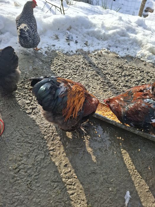 Cocosi de diferite rase