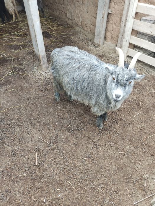 Көк ешкі сатылады