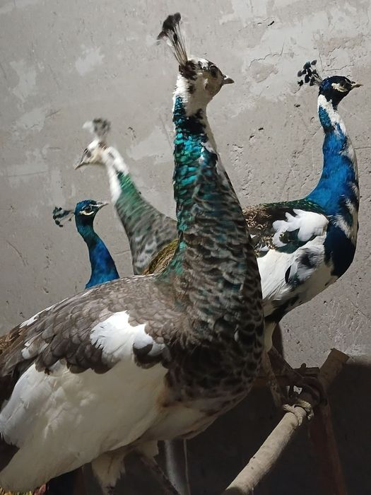 Арлекин товуслар сотилади