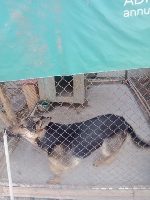 Овчарка немецкий