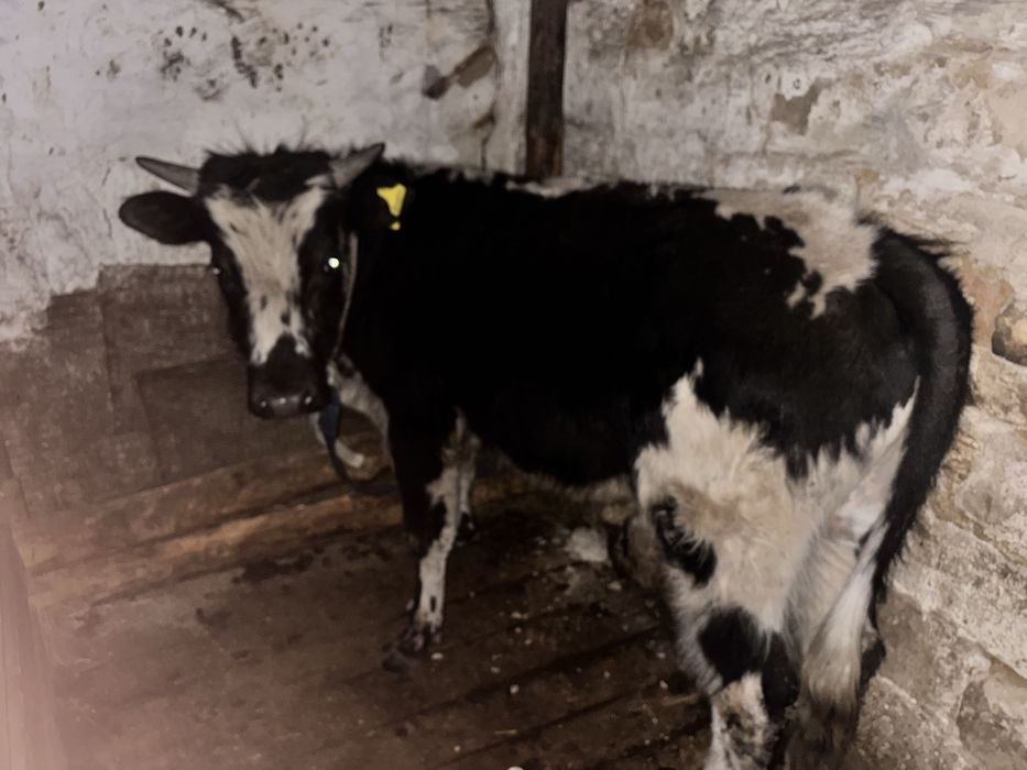 Продам          бык