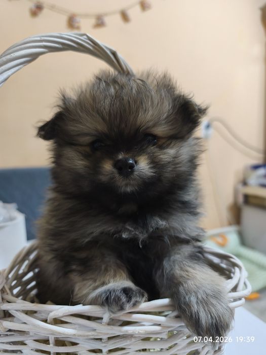 Продам щенков шпица