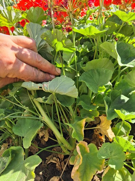 Продам пеларгония герань