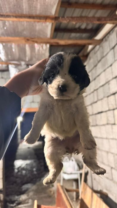 Руский охотник спаниель