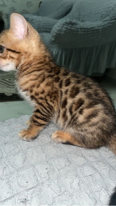 Котенок бенгал  бронь