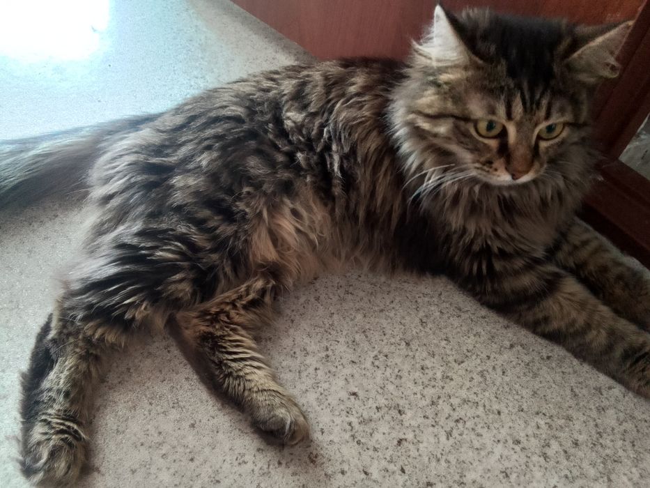 Кот, мальчик отдам