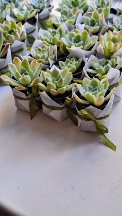 Тойбастар из суккулентов