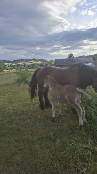 De vânzare iapă de 7 ani cu mânzucă de 11 zile