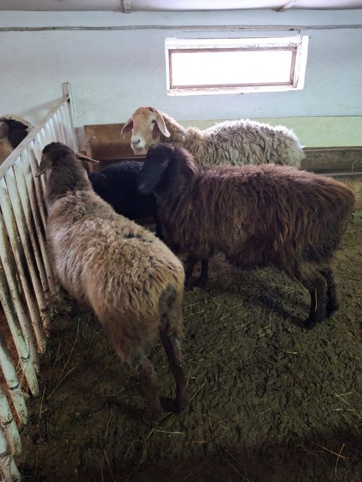 Қошқарлар сатылады