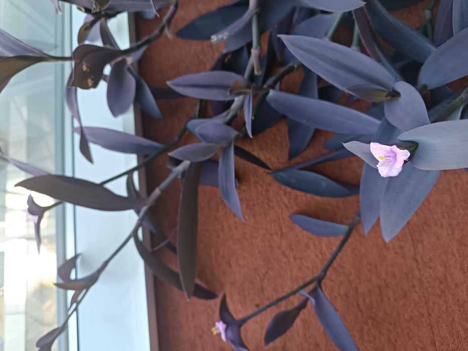 Традесканция - Пурпурно сърце на намалена цена -40лв., само за 50!!!