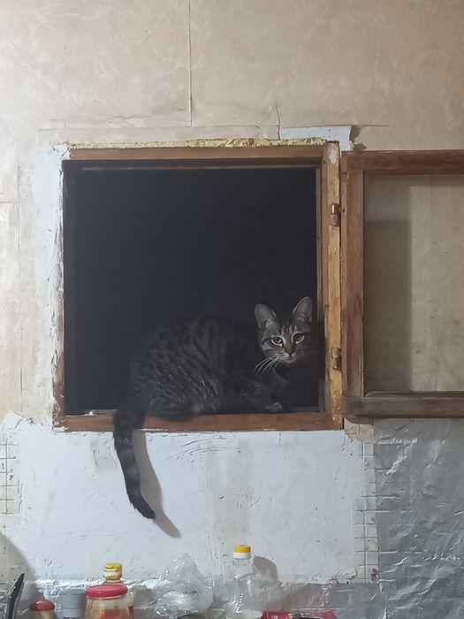 Отдам котенка 4 месяца