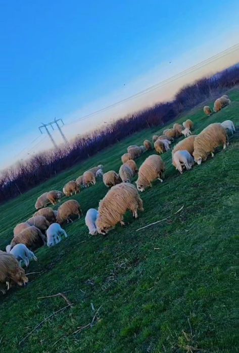 De vânzare 60 de oi