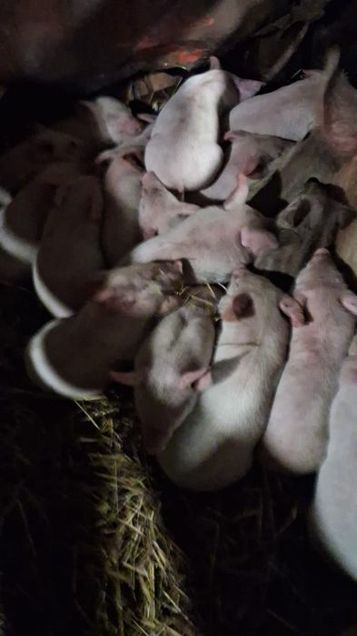 Продам поросят м