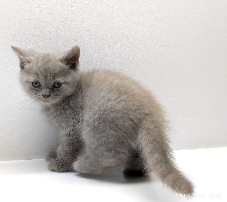 Очаровательные кошечки и котики. Бриташки..