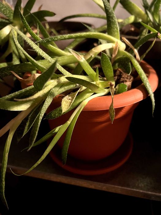 Plante aloe vera de vânzare