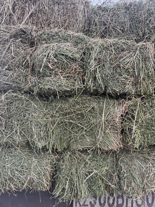 Клевер с доставкой