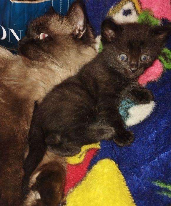 Черный мальчик милашка