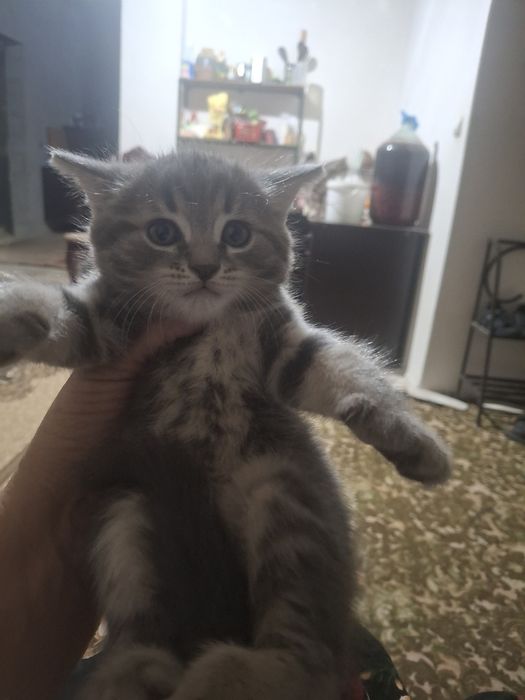 Скотиш страит котята