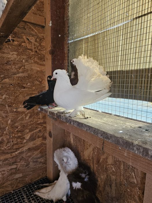 Vand  Porumbei generații 2024 si 2025  intre 30 si 80  lei bucata