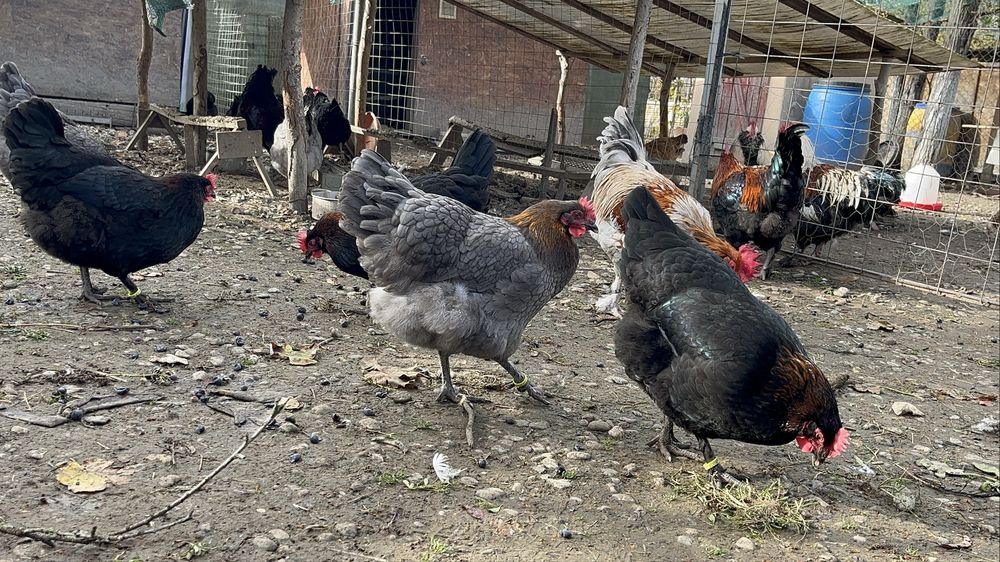 Gaini si cocoși Marans