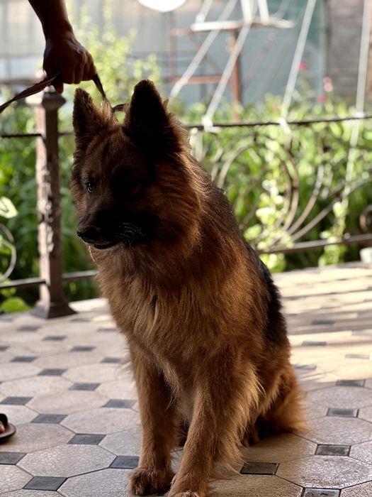 продаётся немецкая овчарка