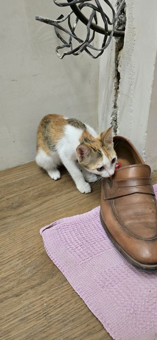 Отдам в хорошие руки котёнка