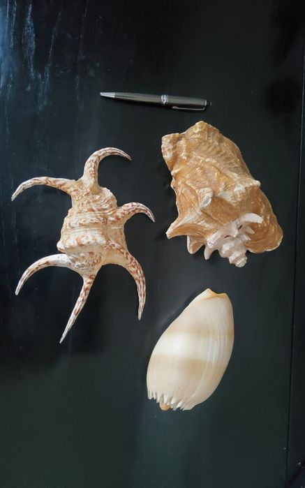 Cochilii mari de scoici