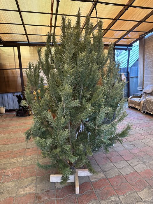 Продается живая ель