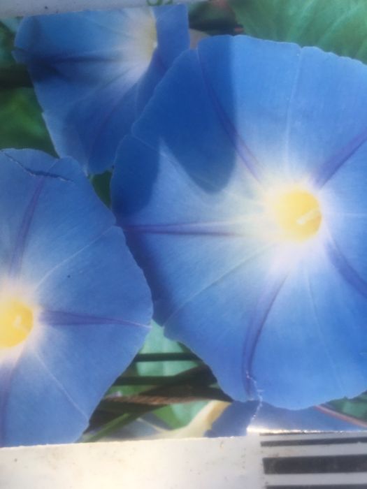 Vand zorele mari bleu deosebite in pachete sigilate