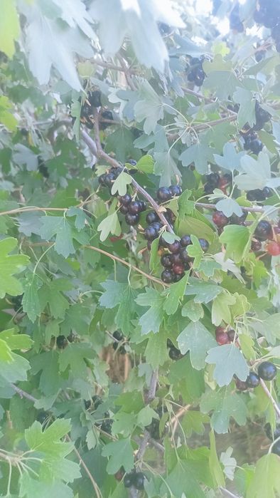 Смародина кора адрес шофиркон