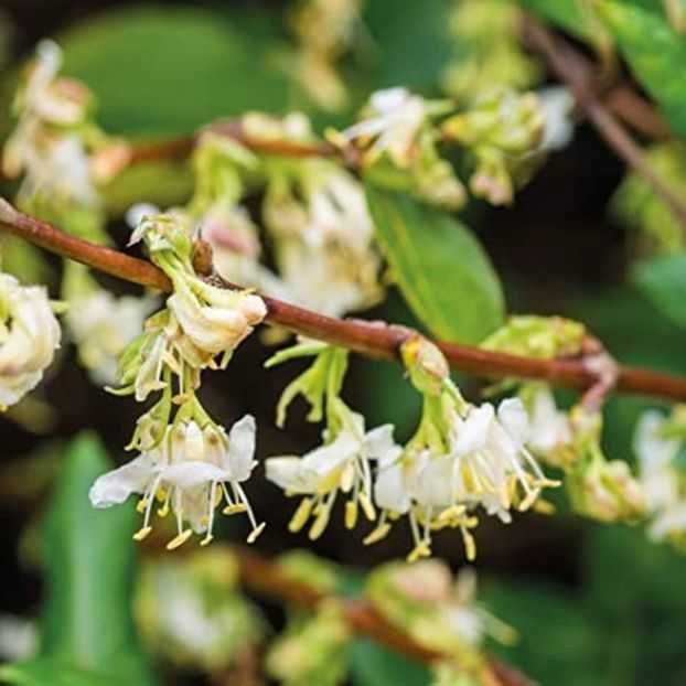 Lonicera fragantissima 0,7m